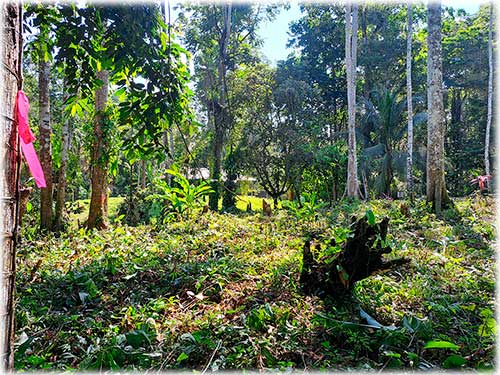 farm, Caribbean, Punta Uva Beach, Raw Land, Jungle, Paraiso, Panama, Bocas del Toro