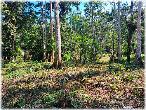 farm, Caribbean, Punta Uva Beach, Raw Land, Jungle, Paraiso, Panama, Bocas del Toro