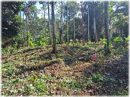 farm, Caribbean, Punta Uva Beach, Raw Land, Jungle, Paraiso, Panama, Bocas del Toro