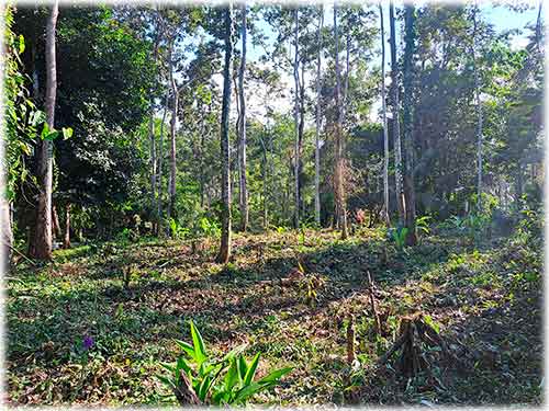 farm, Caribbean, Punta Uva Beach, Raw Land, Jungle, Paraiso, Panama, Bocas del Toro