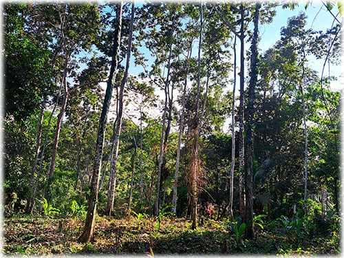 farm, Caribbean, Punta Uva Beach, Raw Land, Jungle, Paraiso, Panama, Bocas del Toro