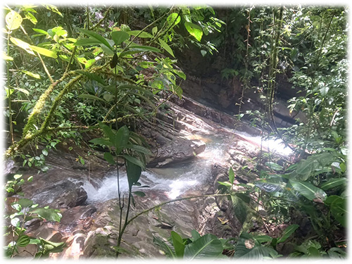 cloud forest, conservation land, land for sale, puntarenas, savegre, nature, waterfalls, mountain, sustainable living