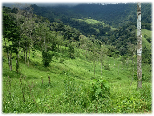 cloud forest, conservation land, land for sale, puntarenas, savegre, nature, waterfalls, mountain, sustainable living