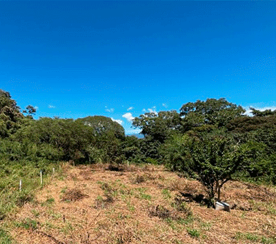 Mixed-Use Development Lot Near Atenas Center - Includes Apartment Plans