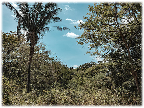 flat lot, land for sale, nosara, mango trees, palm trees, guanacaste tree, investment opportunity, development lot, mountain, sustainability, eco properties
