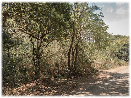 flat lot, land for sale, nosara, mango trees, palm trees, guanacaste tree, investment opportunity, development lot, mountain, sustainability, eco properties