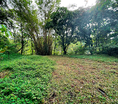 Investment Opportunity: 8-Acre Reforested Mountain Finca in Puriscal