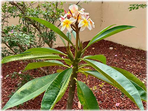 mountain, san ramon, for sale, clouds, ocean view