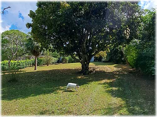 ciudad colon, land, for sale, lots, development opportunity, investment, oasis of nature, flat land
