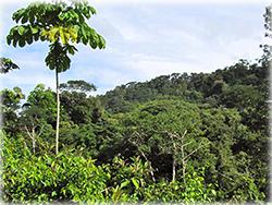 costa rica real estate, for sale, gated communities, residential lots, mountain, properties in dominical, dominical real estate