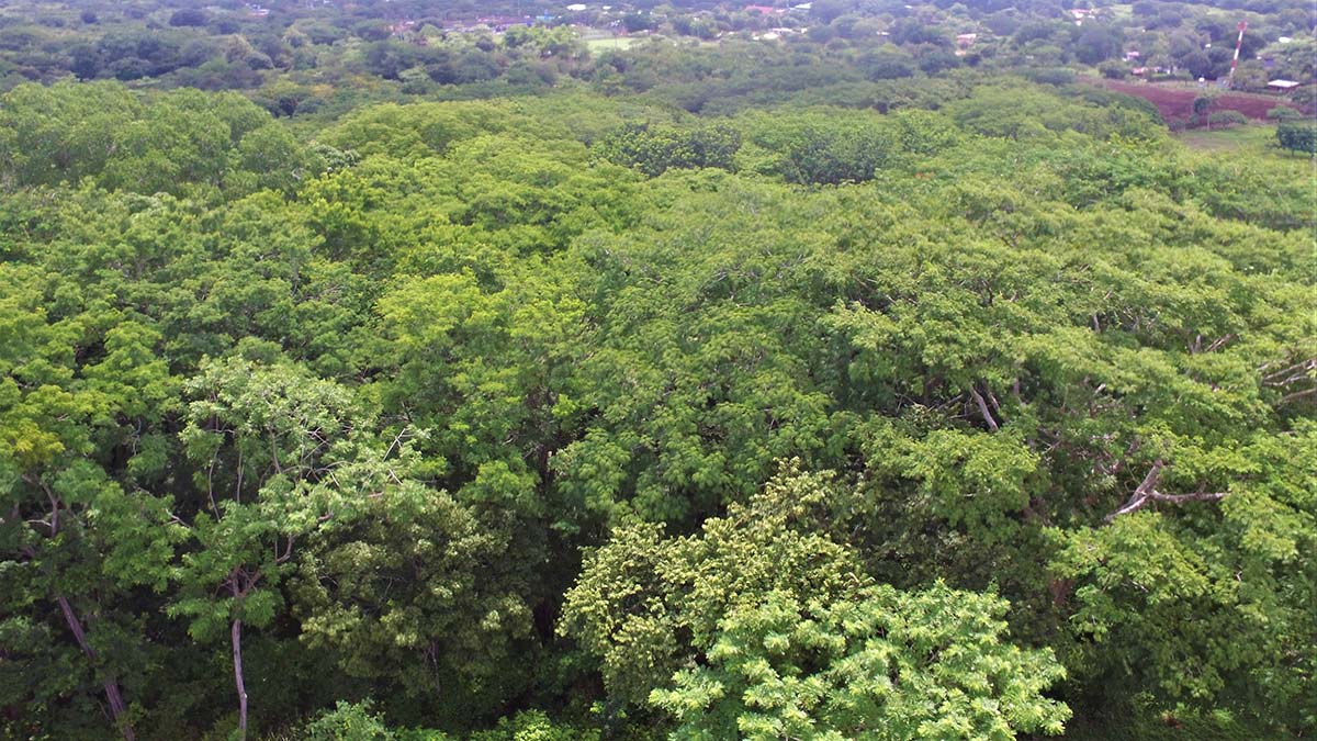 2.5 Hectares of Nature Only 5 Minutes from Tamarindo