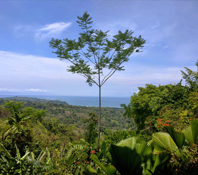 Charming Ocean View House in Uvita