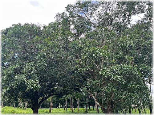 puntarenas, miramar, lots for sale, tranquil lifestyle, easy access