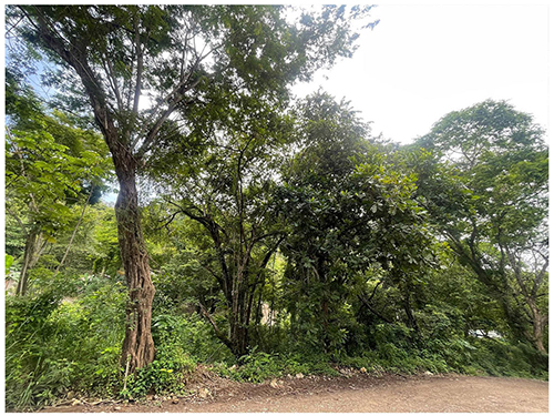 paquera, lot, invest, Puntarenas, land for sale, nature