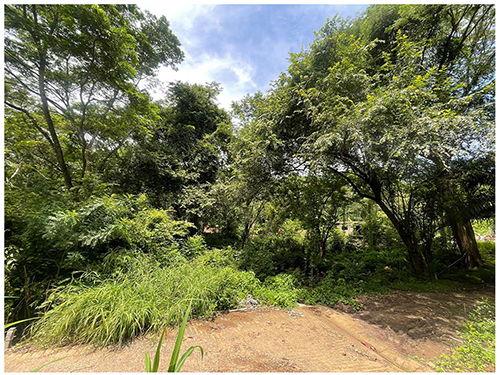 paquera, lot, invest, Puntarenas, land for sale, nature