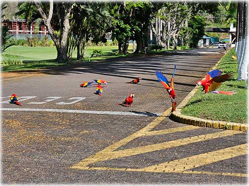 tambor real estate, puntarenas, beach, villas, beachfront properties, ocean views, private pool