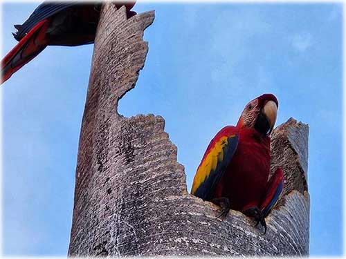 tambor real estate, puntarenas, beach, villas, beachfront properties, ocean views, private pool