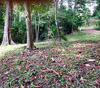 Jungle View Lot Conveniently Located Near Uvita