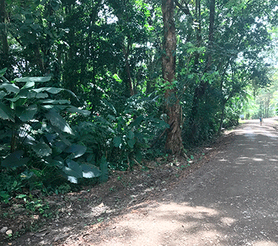 Private Land only 250 meters to Playa Uvita, Surf Everyday, All Day!
