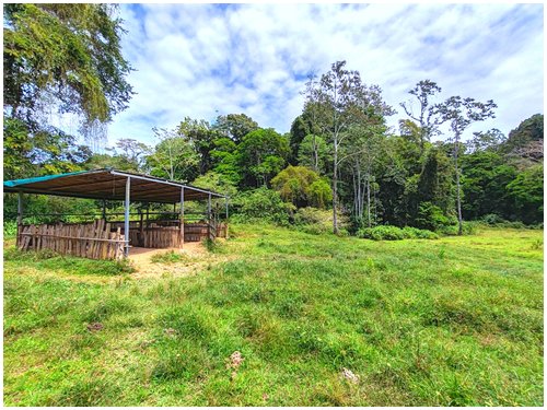 self-sufficient farm with aquaculture Costa Rica, tropical fruit orchard property Costa Rica, food production property Costa Rica,