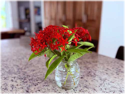 tambor real estate, puntarenas, beach, villas, beachfront properties, ocean views, private pool