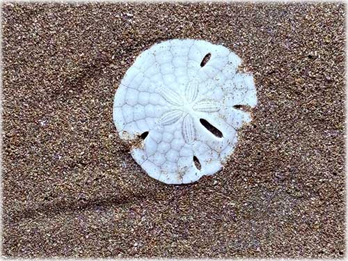 tambor real estate, puntarenas, beach, villas, beachfront properties, ocean views, private pool