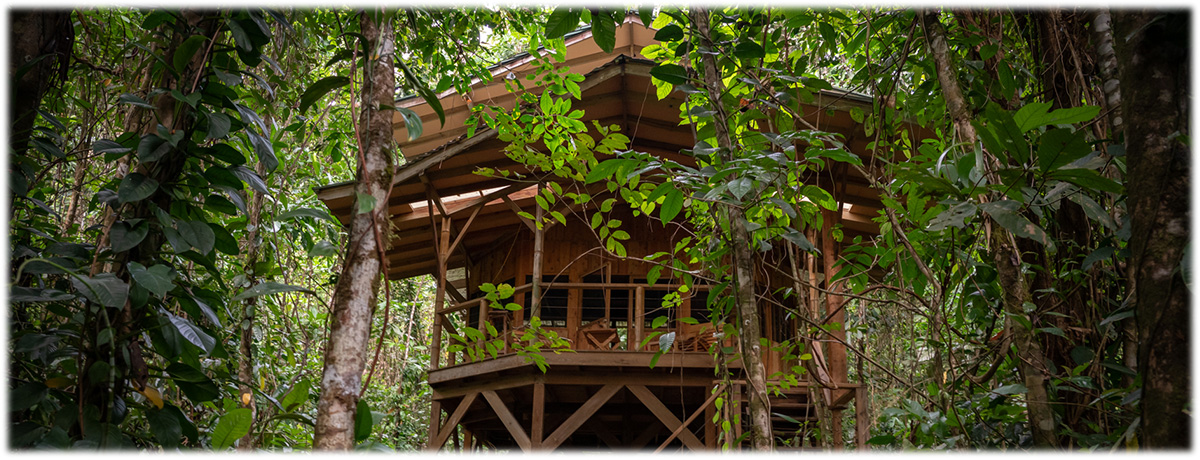 rainforest, cabin, pristine jungle, nature, off-grid, jungle, coatis, toucans, sloths, birdwatching, eco-community, eco-friendly, young forest