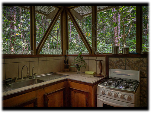 rainforest, cabin, pristine jungle, nature, off-grid, jungle, coatis, toucans, sloths, birdwatching, eco-community, eco-friendly, young forest