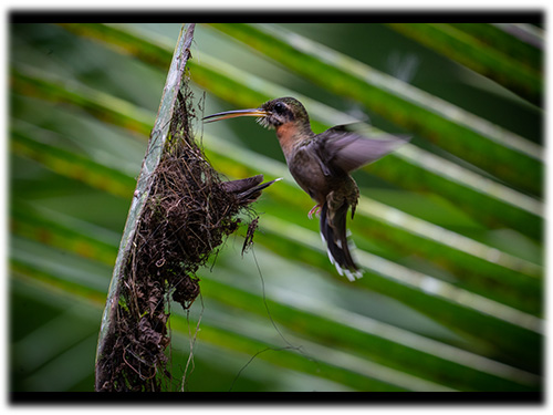 rainforest, cabin, pristine jungle, nature, off-grid, jungle, coatis, toucans, sloths, birdwatching, eco-community, eco-friendly, young forest