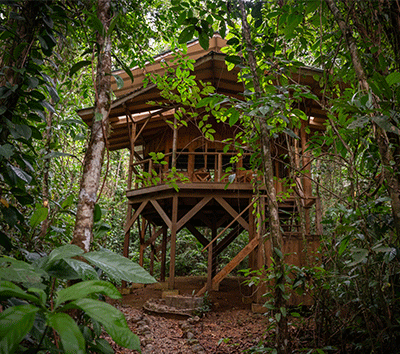 PERFECT TREETOP GETAWAY in the Lush Forest