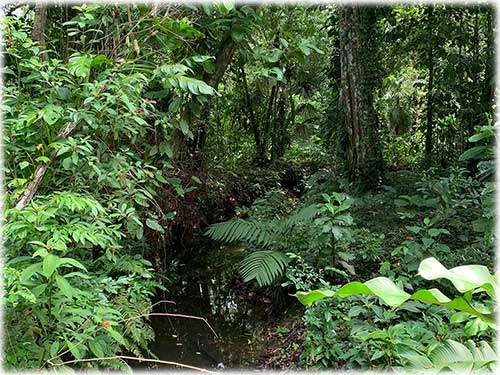 Punta Uva Beach, Paraiso, Community, Naturelovers, Farm, Raw land, fruit trees, creek, waterfront, Puerto Viejo