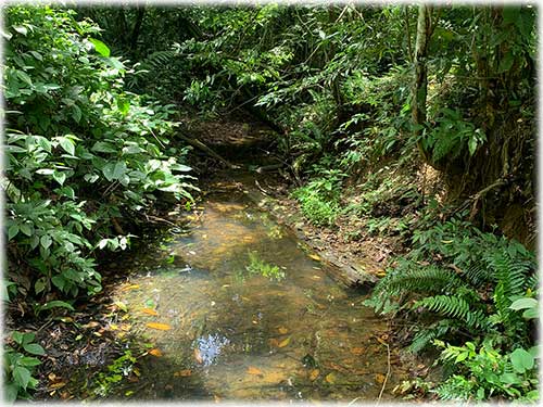 Punta Uva Beach, Paraiso, Community, Naturelovers, Farm, Raw land, fruit trees, creek, waterfront, Puerto Viejo