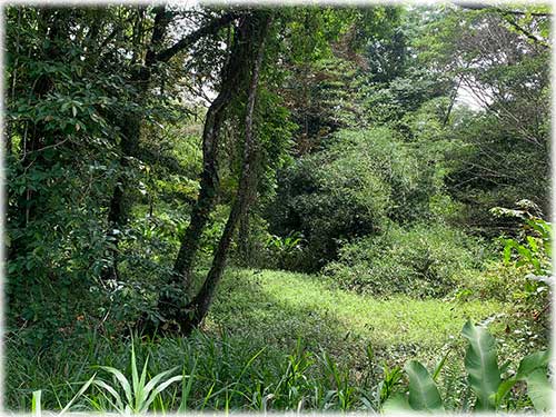 Punta Uva Beach, Paraiso, Community, Naturelovers, Farm, Raw land, fruit trees, creek, waterfront, Puerto Viejo