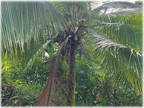 Punta Uva Beach, Paraiso, Community, Naturelovers, Farm, Raw land, fruit trees, creek, waterfront, Puerto Viejo