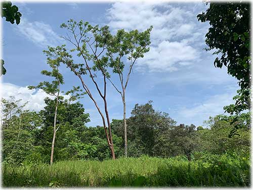 Punta Uva Beach, Paraiso, Community, Naturelovers, Farm, Raw land, fruit trees, creek, waterfront, Puerto Viejo