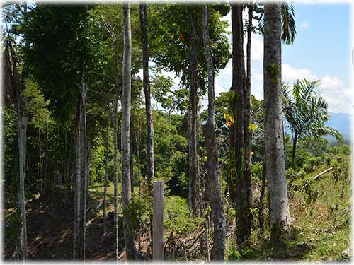 osa peninsula, investment, puntarenas, south pacific, easy access, tranquil location, parcel, land for sale