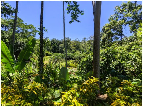 Land for sale Costa Rica, Puerto Viejo real estate, Punta Uva land, gated community Costa Rica, Caribbean coast property, titled land for sale, forest lot Costa Rica, owner financing Costa Rica, build