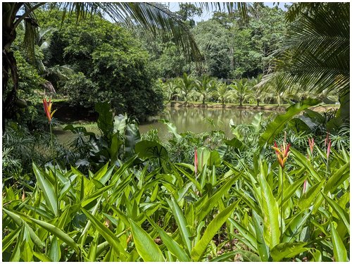 Land for sale Costa Rica, Puerto Viejo real estate, Punta Uva land, gated community Costa Rica, Caribbean coast property, titled land for sale, forest lot Costa Rica, owner financing Costa Rica, build