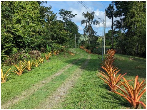 Land for sale Costa Rica, Puerto Viejo real estate, Punta Uva land, gated community Costa Rica, Caribbean coast property, titled land for sale, forest lot Costa Rica, owner financing Costa Rica, build