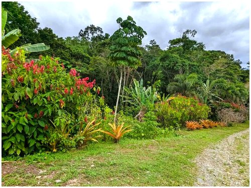 Land for sale Costa Rica, Puerto Viejo real estate, Punta Uva land, gated community Costa Rica, Caribbean coast property, titled land for sale, forest lot Costa Rica, owner financing Costa Rica, build