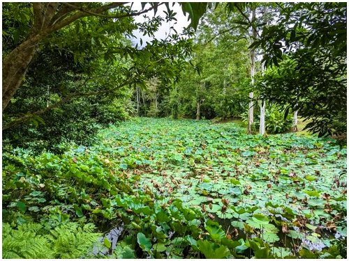 Land for sale Costa Rica, Puerto Viejo real estate, Punta Uva land, gated community Costa Rica, Caribbean coast property, titled land for sale, forest lot Costa Rica, owner financing Costa Rica, build