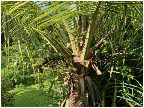Sol y Mar Sunrise Retreat near Dominical, coconut tree in the garden