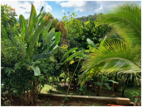 Sol y Mar Sunrise Retreat near Dominical, banana plants in the garden