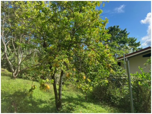 Sol y Mar Sunrise Retreat near Dominical, fruit tree in the garden