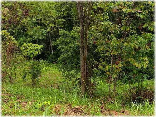 road access, manzanillo, caribbean, caribe, for sale, land for sale, investment opportunity