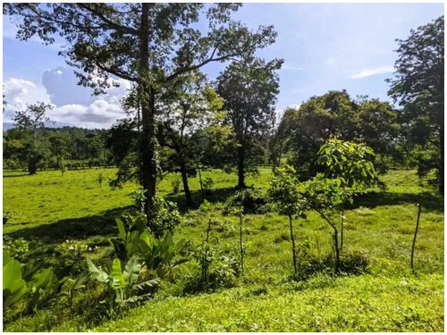 Affordable land for sale Costa Rica, owner financing Costa Rica, Puerto Viejo real estate, Punta Uva land, gated community Costa Rica, Caribbean coast property, titled land for sale, small building lo