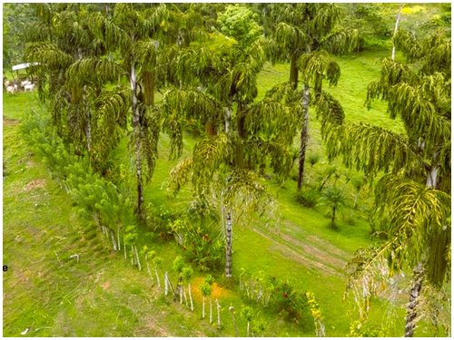 Affordable land for sale Costa Rica, owner financing Costa Rica, Puerto Viejo real estate, Punta Uva land, gated community Costa Rica, Caribbean coast property, titled land for sale, small building lo
