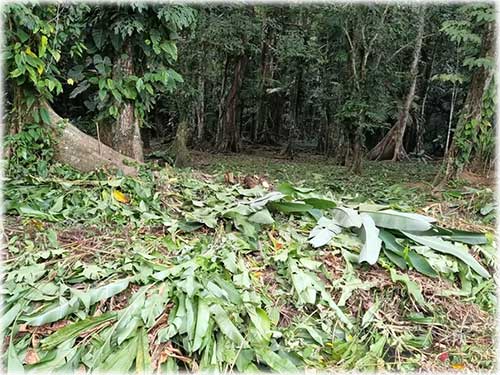 road access, manzanillo, caribbean, caribe, for sale, land for sale, investment opportunity