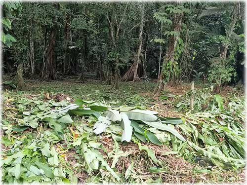 road access, manzanillo, caribbean, caribe, for sale, land for sale, investment opportunity