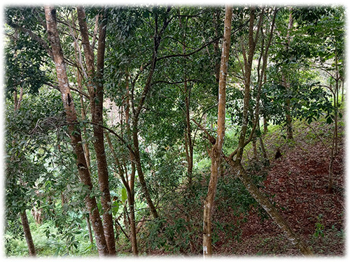 dominical real estate, beach, south pacific, land, for sale, hills, nature, river, mountain properties, development opportunity